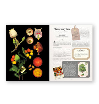 Page spread from 100 Plants That Heal features a section on Strawberry Tree alongside dynamic imagery