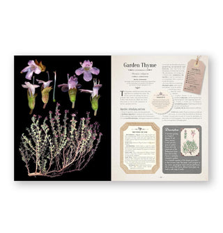 Page spread from 100 Plants That Heal features a section on Garden Thyme alongside dynamic imagery