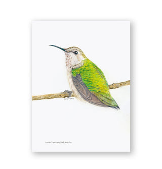 Page from the Backyard Bird Chronicles features a detailed illustration of a hummingbird