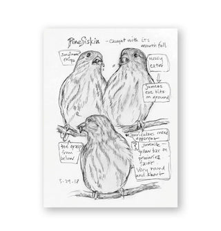Page from the Backyard Bird Chronicles features a black and white comic book-style illustration titled, "Pine Siskin — Caught With Its Mouth Full"