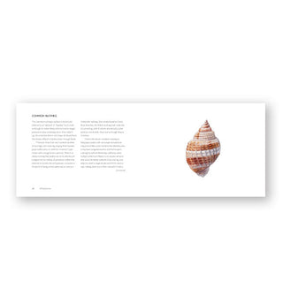 Page spread from The Beachcomber's Companion featured a page of text alongside an illustrated seashell