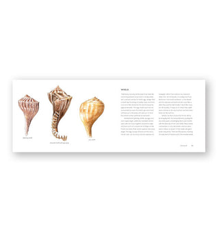 Page spread from The Beachcomber's Companion featured a page of text alongside three illustrated seashells