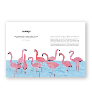Page spread from Bird Lore features a section with full-page illustration on the Flamingo