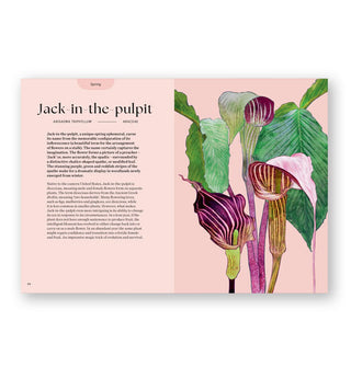 Page spread from Blossom features a section on Jack-in-the-pulpit with large illustration of the plant on a light pink background