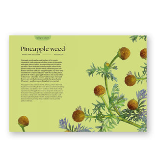 Page spread from Blossom features a section on Pineapple weed garlic with large illustration of the plant on a green background