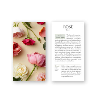 Front and back of the Rose card from The Botanicals Deck