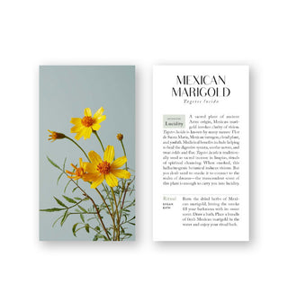 Front and back of the Mexican Marigold card from The Botanicals Deck