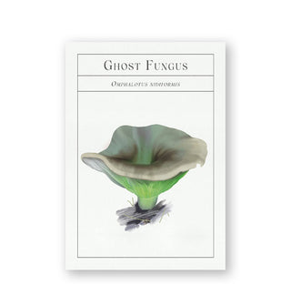 Ghost Fungus mushroom flashcard with corresponding illustration