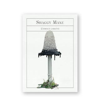 Shaggy Mane mushroom flashcard with corresponding illustration