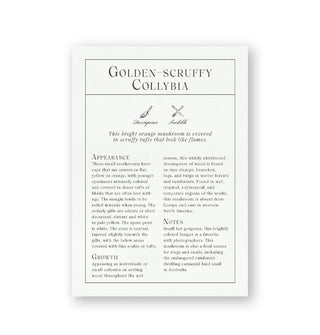 Golden-Scruffy Collybia mushroom flashcard with corresponding illustration