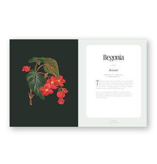 Page spread from Floral Arrangements features a chapter title page on the Begonia alongside a sumptuous illustration of the plant against a dark backdrop