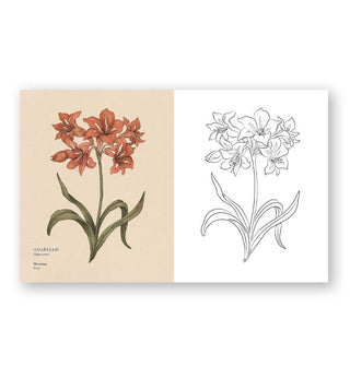 Page spread from The Floriography Coloring Book features an Amaryllis illustration at left with a line drawing of the same image at right to be colored in