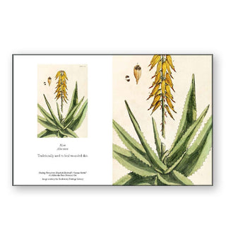 Aloe illustration by Elizabeth Blackwell's "A Curious Herbal" plant guide adapted into a notecard