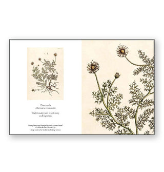 Chamomile illustration by Elizabeth Blackwell's "A Curious Herbal" plant guide adapted into a notecard