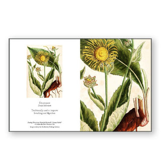 Elecampane illustration by Elizabeth Blackwell's "A Curious Herbal" plant guide adapted into a notecard