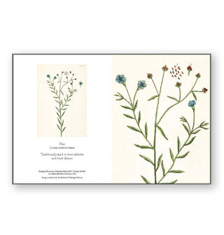Flax illustration by Elizabeth Blackwell's "A Curious Herbal" plant guide adapted into a notecard