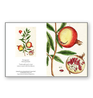 Pomegranate illustration by Elizabeth Blackwell's "A Curious Herbal" plant guide adapted into a notecard