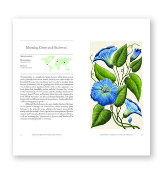 Page spread from The Hidden Histories of Flowers features a section titled, "Morning Glory and Bindweed" from the chapter titled, "Weeds or Wildflowers?" alongside accompanying illustration