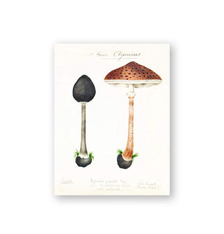 Sample illustration from the Mushroom Postcards collection