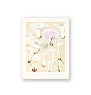 Sample illustration from the Mushroom Postcards collection