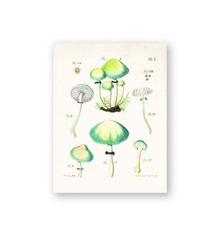 Sample illustration from the Mushroom Postcards collection