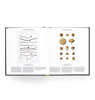 Page spread from Plant: Exploring the Botanical World features plant and flower renderings by Regine Hagedorn and Mieko Ishikawa
