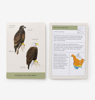 Front and back card samples from the Sibley Backyard Birding Flashcards deck features the Bald Eagle and the Spotted Sandpiper