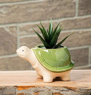 Turtle planter on a wooden surface against a stone backdrop holds a spiky green succulent