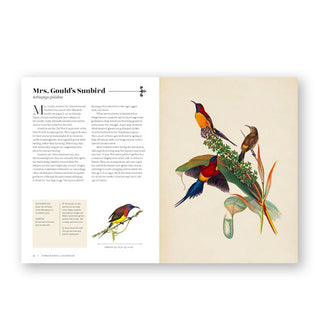 Page spread from the Vintage Birds guidebook features a section on Mrs. Gould's Sunbird alongside colorful illustrations